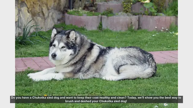 Video thumbnail for How to Brush and Deshed Your Chukotka Sled Dog: Essential Tips