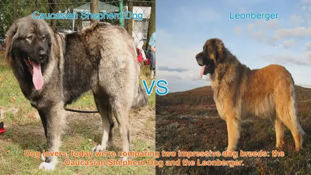 Video thumbnail for Caucasian Shepherd Dog vs. Leonberger: A Comparison of Two Impressive Breeds