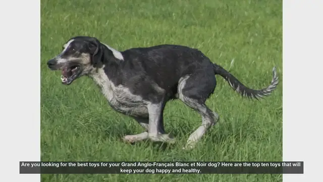 Video thumbnail for Top 10 Toys for Your Grand Anglo-Français Blanc et Noir Dog