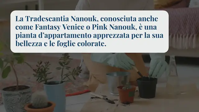 Video thumbnail for Come coltivare e prendersi cura di una pianta di Tradescantia Nanouk
