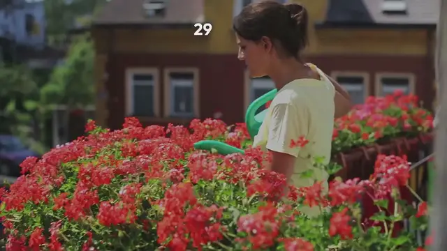 Video thumbnail for Dwarf Trees With High Yield Great For Small Areas!