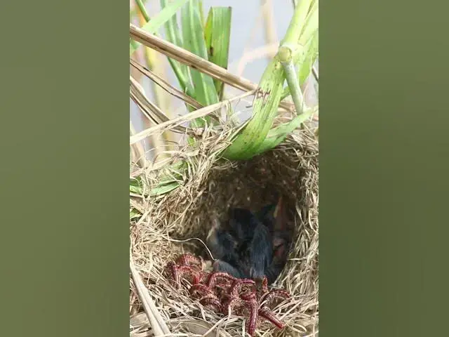 'Video thumbnail for Babies Bird Eat  Worm  #birdfeedingstation #birdfeed #nature #birdfeeder #birdslover #birdfood #bids'