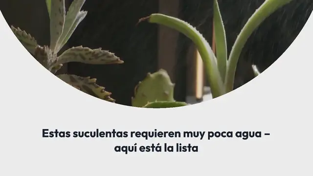 Video thumbnail for Estas suculentas requieren muy poca agua – aquí está la lista