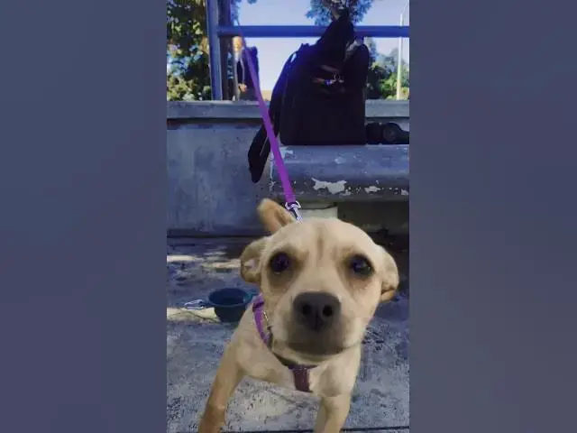 Video thumbnail for The Most Adorable Dogs That Will Melt Your Heart