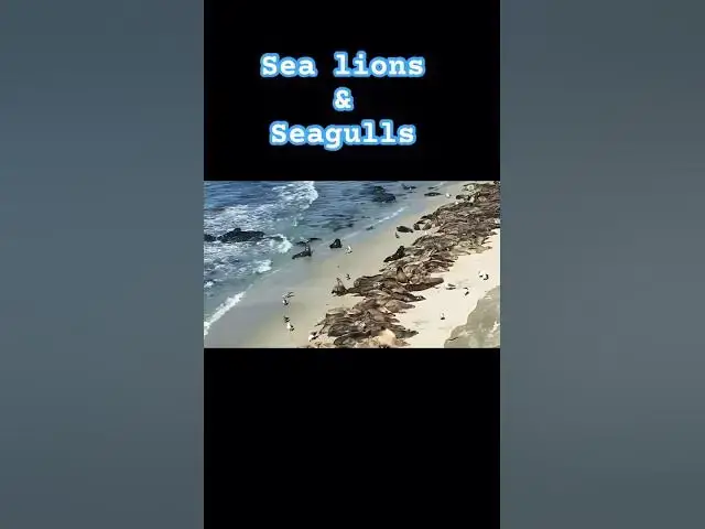 Video thumbnail for The Hilarious Seafood Feud: Sea Lions vs. Seagulls