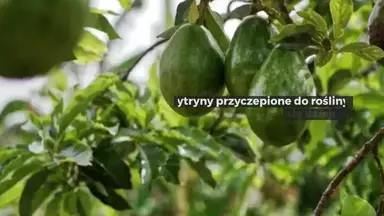 'Video thumbnail for Czy wiesz, co się stanie, jeśli zostawisz cytryny przyczepione do rośliny? Eksperci odpowiadają'