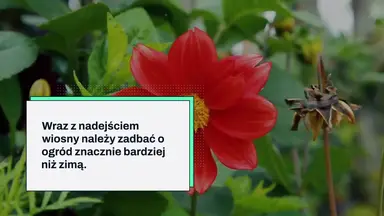 'Video thumbnail for Zakop banana w ziemi – to niesamowite, co dzieje się po 7 dniach'