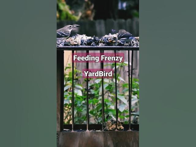 Video thumbnail for Feeding Frenzy #birdwatching #birds #birdfeeder