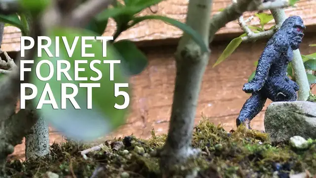 Video thumbnail for Privet Bonsai Forest. From cuttings, 5