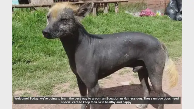 Video thumbnail for How to Groom an Ecuadorian Hairless Dog: Essential Tips for Healthy Skin