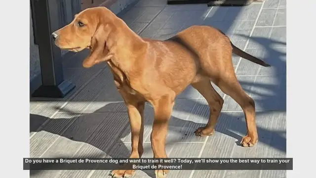 Video thumbnail for Ultimate Guide to Training Your Briquet de Provence Dog