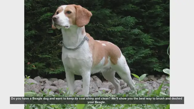 Video thumbnail for How to Keep Your Beagle's Coat Shiny and Clean: Brushing and Deshedding Tips
