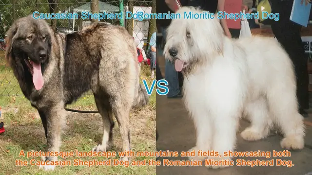 Video thumbnail for Caucasian vs. Romanian Mioritic Shepherd Dogs: Origins, Appearance, and Temperament