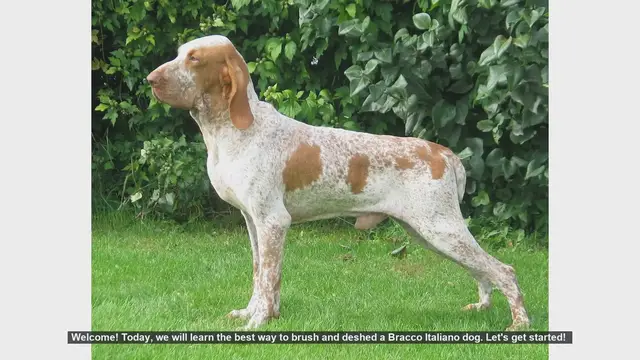 Video thumbnail for How to Brush and Deshed Your Bracco Italiano: Step-by-Step Guide