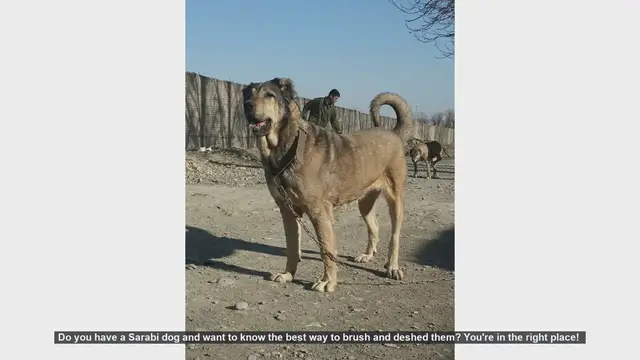 Video thumbnail for How to Brush and Deshed Your Sarabi Dog: A Step-by-Step Guide