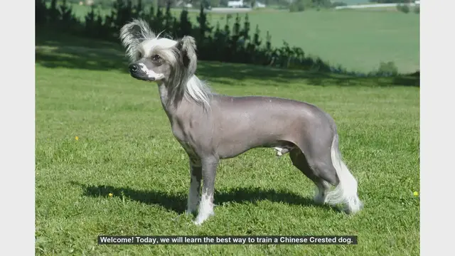 Video thumbnail for How to Train Your Chinese Crested Dog: Tips and Techniques