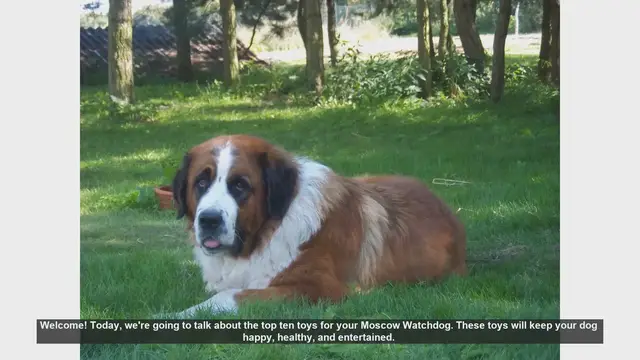 Video thumbnail for Top 10 Toys for Your Moscow Watchdog: Keep Them Happy and Healthy!