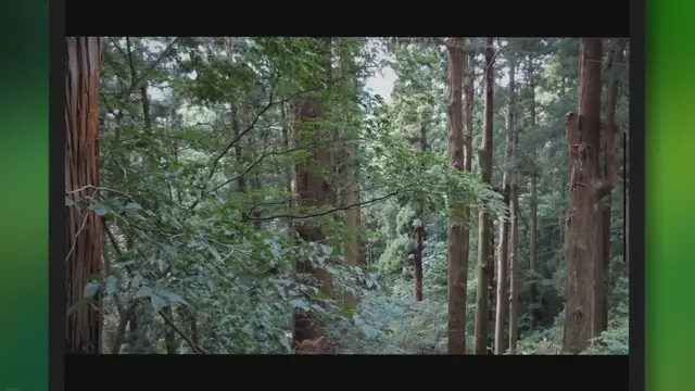 Video thumbnail for The Astonishing Speed of Cedar Tree Growth Revealed