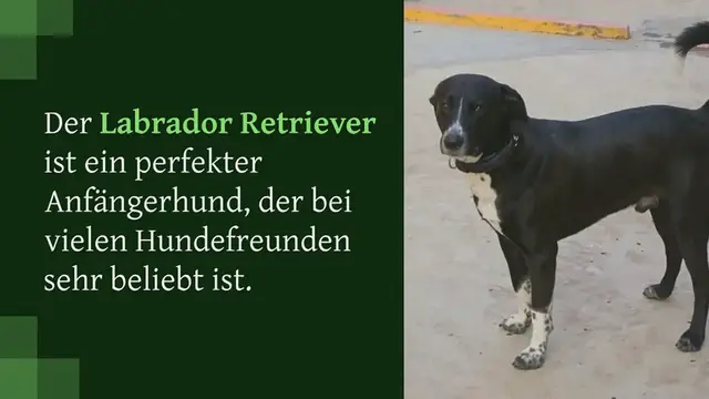 Video thumbnail for Borador (Border Collie-Labrador Retriever-Mix) im Porträt