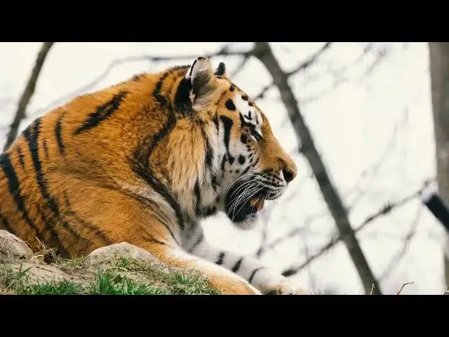 Video thumbnail for How the Movements of Tigers Help Map Forest Corridors?