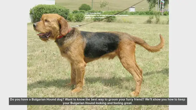 Video thumbnail for How to Groom Your Bulgarian Hound: Essential Tips for a Happy and Healthy Dog