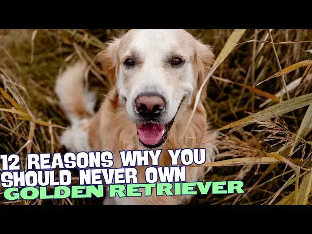 Video thumbnail for 12 Reasons Why You Should Never Own a Golden Retriever 🐕