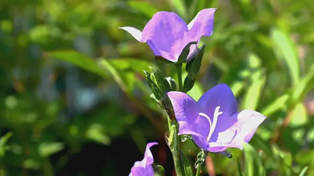 Video thumbnail for How to Grow Virginia Bluebells