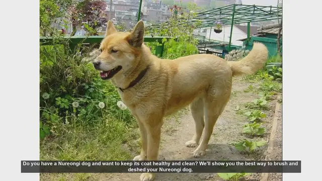 Video thumbnail for How to Brush and Deshed Your Nureongi Dog for a Healthy Coat