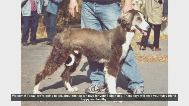 Video thumbnail for Top 10 Toys to Keep Your Taigan Dog Happy and Healthy