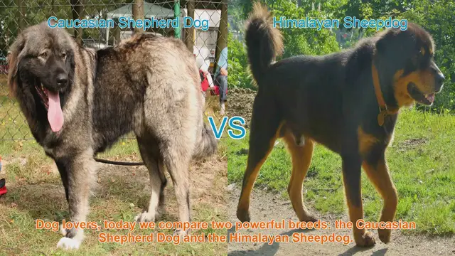 Video thumbnail for Caucasian Shepherd Dog vs. Himalayan Sheepdog: A Comparison