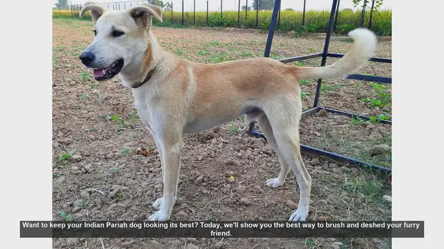 Video thumbnail for How to Brush and Deshed Your Indian Pariah Dog: Step-by-Step Guide