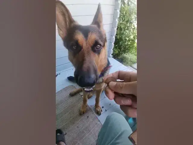 Video thumbnail for #dog #germanshepherd #happydog #love