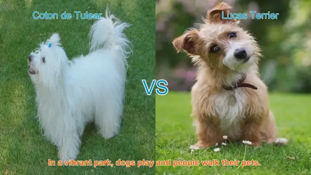 Video thumbnail for Comparing Coton de Tulear and Lucas Terrier Dog Breeds
