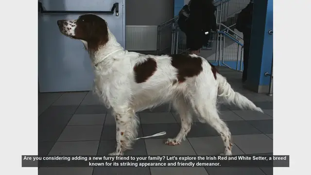 Video thumbnail for Discover the Irish Red and White Setter: Your Next Family Pet?