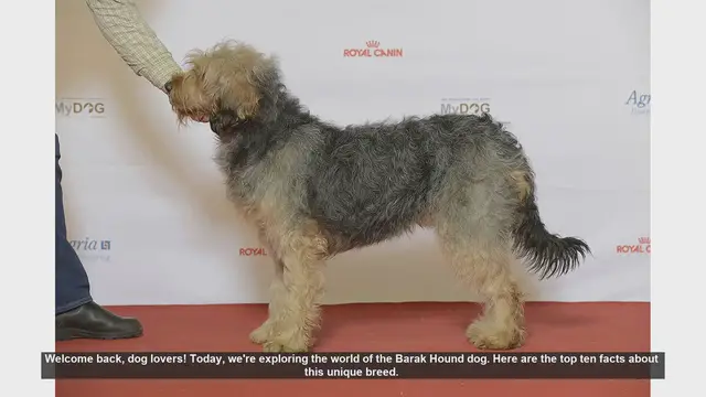 Video thumbnail for Top 10 Facts About the Barak Hound Dog