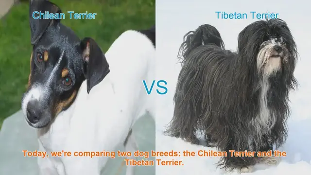 Video thumbnail for Chilean Terrier vs. Tibetan Terrier: A Comparison of Two Distinct Breeds