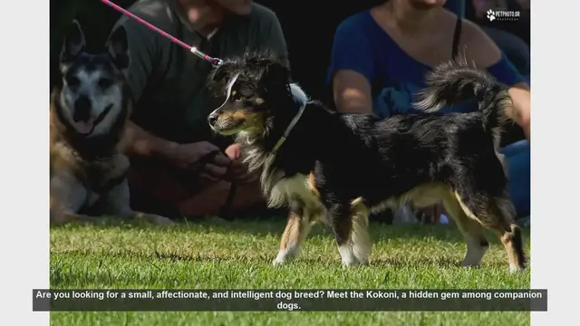 Video thumbnail for Meet the Kokoni: The Perfect Companion Dog