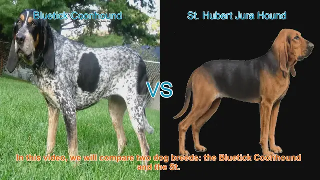 Video thumbnail for Comparing Bluetick Coonhound vs. St. Hubert Jura Hound: A Comprehensive Guide