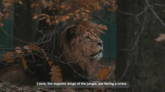 Video thumbnail for 10 Endangered Lion Subspecies: Unique Traits and Conservation Needs