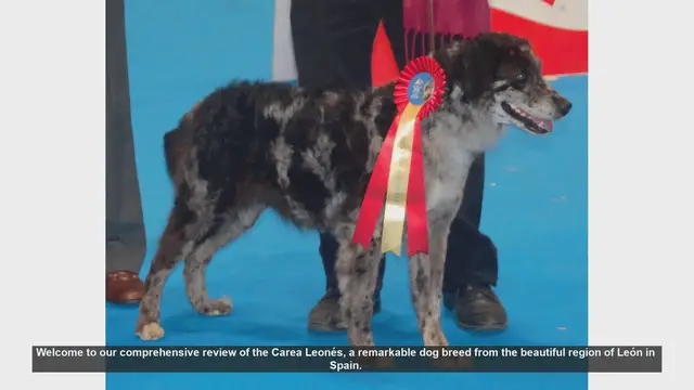 Video thumbnail for Discover the Carea Leonés: Spain's Loyal Herding Dog