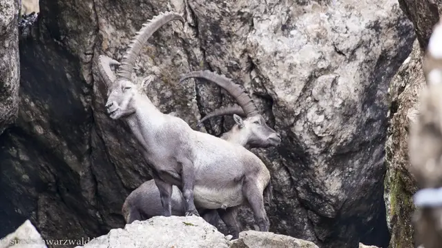 Video thumbnail for Pilatus auf dem Alten Tomli Weg