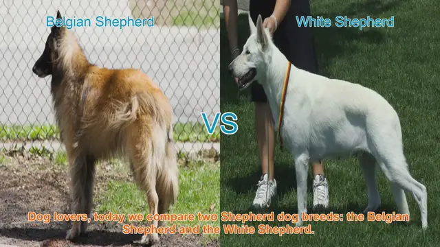Video thumbnail for Belgian Shepherd vs. White Shepherd: A Comparison