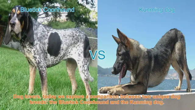 Video thumbnail for Bluetick Coonhound vs. Kunming Dog: A Breed Comparison