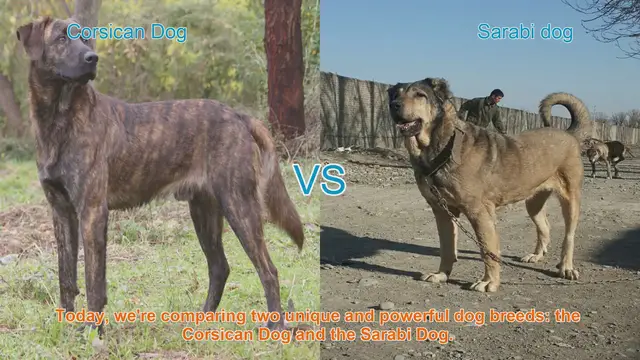 Video thumbnail for Corsican Dog vs. Sarabi Dog: A Comprehensive Comparison