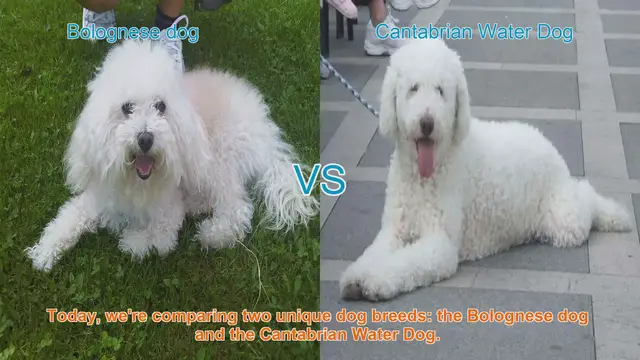Video thumbnail for Bolognese Dog vs. Cantabrian Water Dog: A Comparison