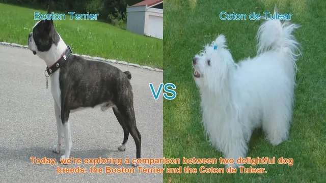 Video thumbnail for Boston Terrier vs. Coton de Tulear: A Comprehensive Comparison