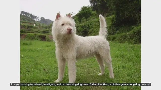 Video thumbnail for Discover the Xiasi: The Loyal and Intelligent Dog Breed from China