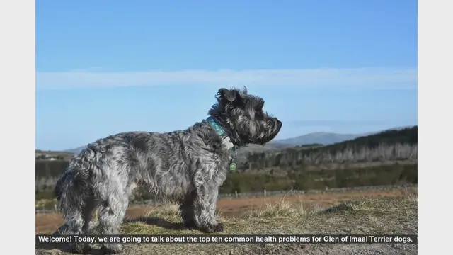 Video thumbnail for Top 10 Health Issues in Glen of Imaal Terriers: What You Need to Know