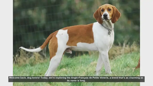 Video thumbnail for Discovering the Anglo-Français de Petite Vénerie: A Charming and Energetic Breed
