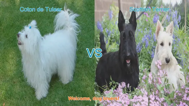 Video thumbnail for Coton de Tulear vs. Scottish Terrier: A Comparison of Two Charming Dog Breeds
